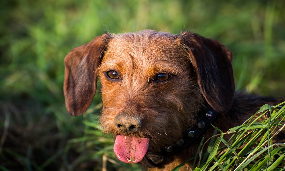 Hunting Dog Names from Nature