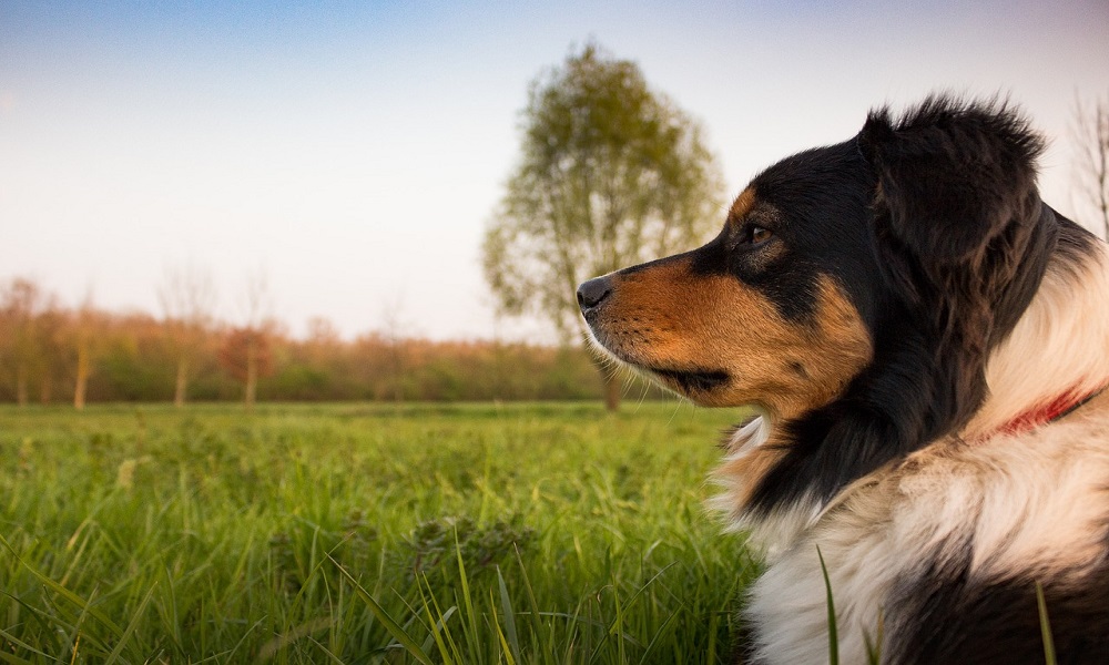 Male Hunting Dog Names