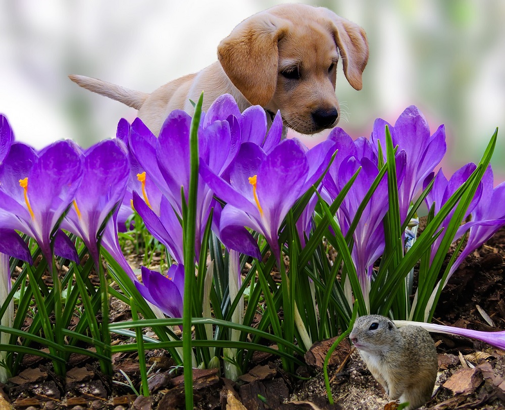 Most Cute Hunting Dog Names