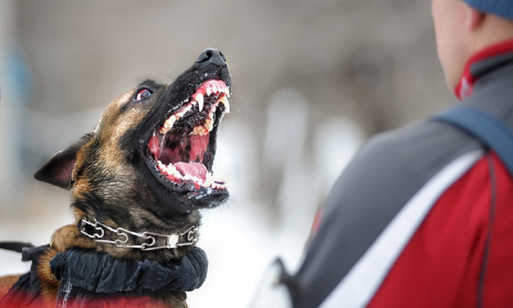 sonic dog collar