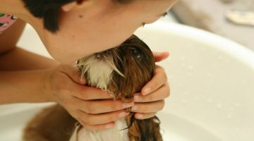 Best Dog Detangler Spray