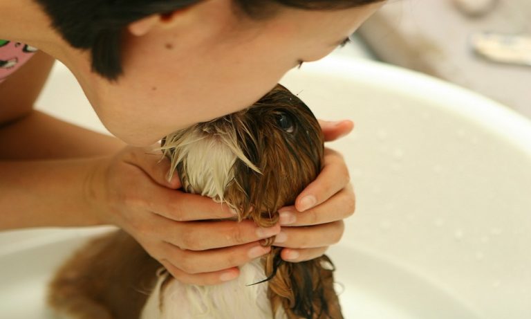 Best Dog Detangler Spray 2024 – Ultimate Solution for Matted Hair