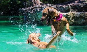 Best Dog Training Collars 2026 – A Complete Guide – Pet Guide Reviews