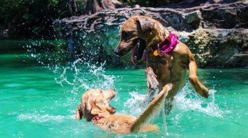 Best Dog Training Collars