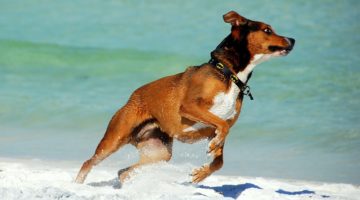 Best Bark Collars