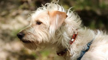 Best Dog Flea Collars