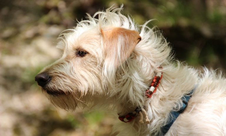 Best Dog Flea Collars 2024 – Complete Guide to Prevent Flea & Tick