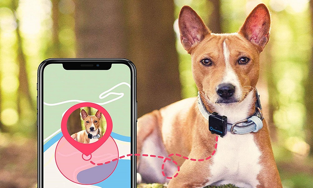 best gps pet tracker