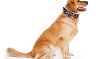 Best Spiked Dog Collars