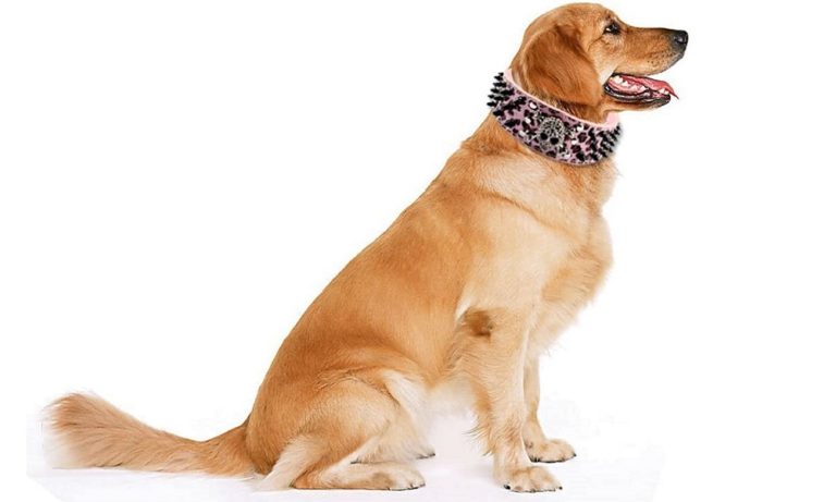 Best Spiked Dog Collars 2024 – Detailed Overview with Top Pick