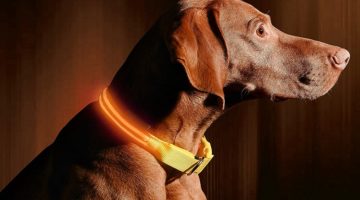Best LED Dog Collars