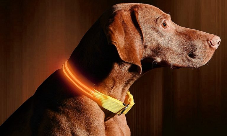 Best LED Dog Collars 2024 – Keep Your Pup Visible at Night