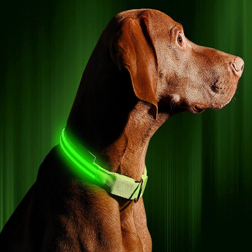 Illumiseen LED Dog Collar Review