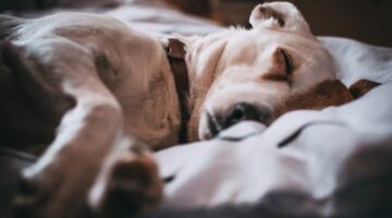 Best Dog Calming Collars
