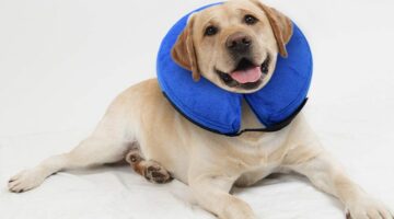 Best Inflatable Dog Collars