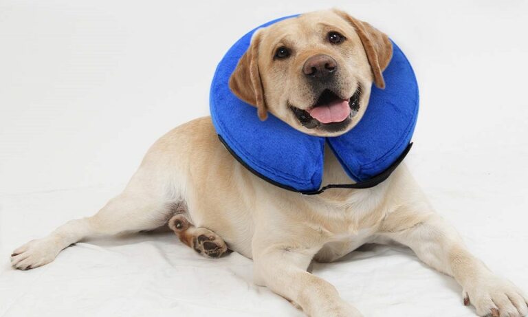Best Inflatable Dog Collars 2024 – Top Picks