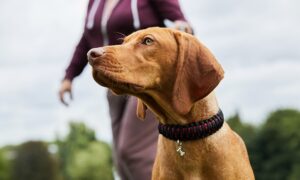 Best Paracord Dog Collars