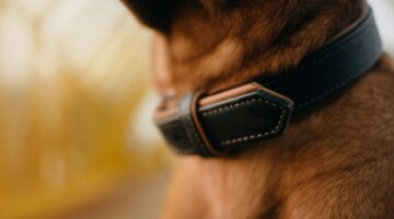 Best Leather Dog Collars