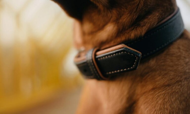 Best Leather Dog Collars 2024 – Perfect for All Ages