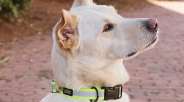 Best Reflective Dog Collars