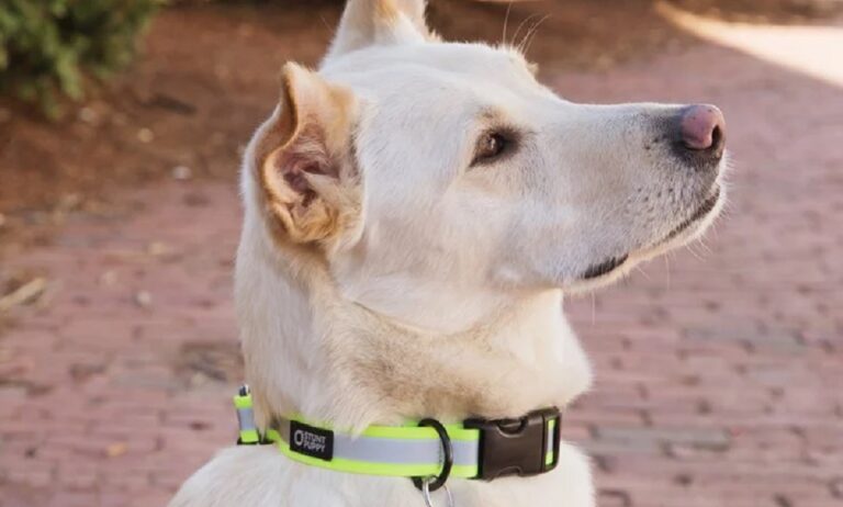 Best Reflective Dog Collars 2024 – Ensure Ultimate Safety