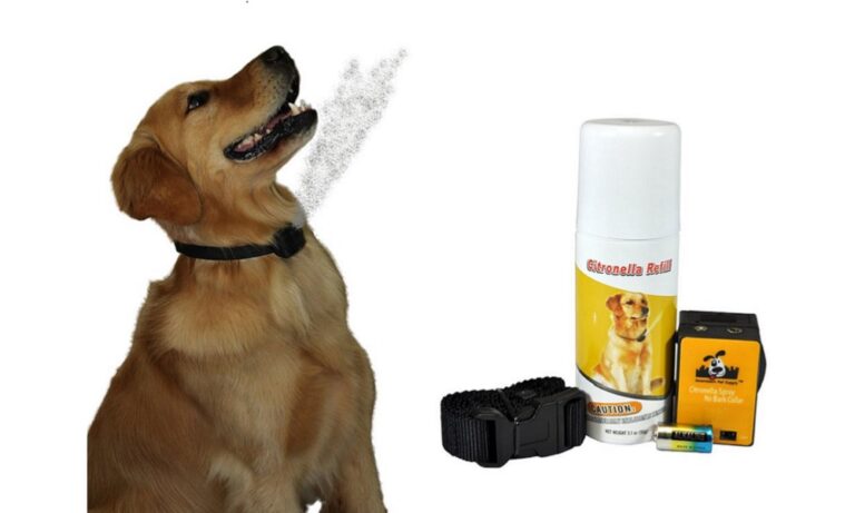 Best Citronella Dog Bark Collars 2024 – Scent-Sational Solutions