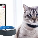 Best GPS Cat Trackers & Collars