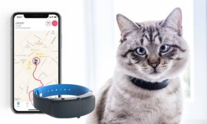 Best GPS Cat Trackers & Collars