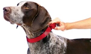 Best Martingale Dog Collars