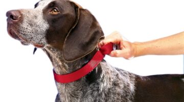 Best Martingale Dog Collars
