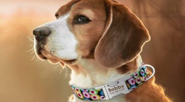 Best Personalized Dog Collars