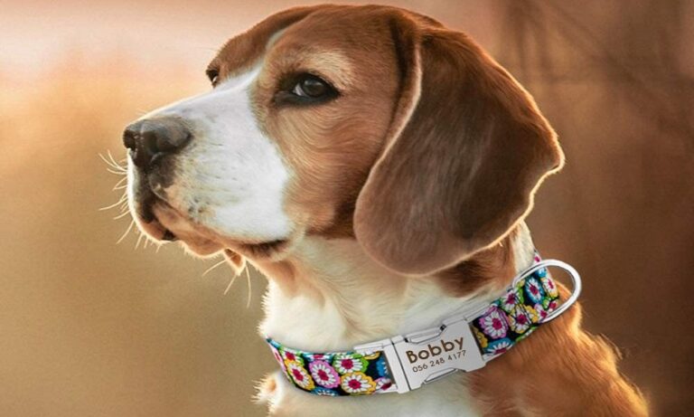 Best Personalized Dog Collars 2024 – For All Sized Dog
