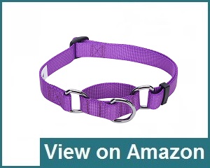 Blueberry Pet Review