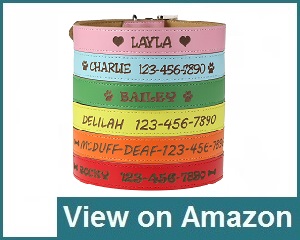 Custom Catch Personalized Collar Review