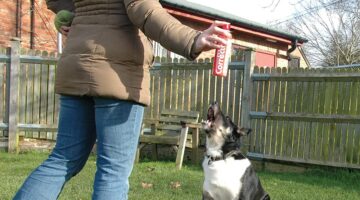 Best Anti Chew Dog Spray