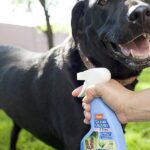 Best Flea Spray for Dogs