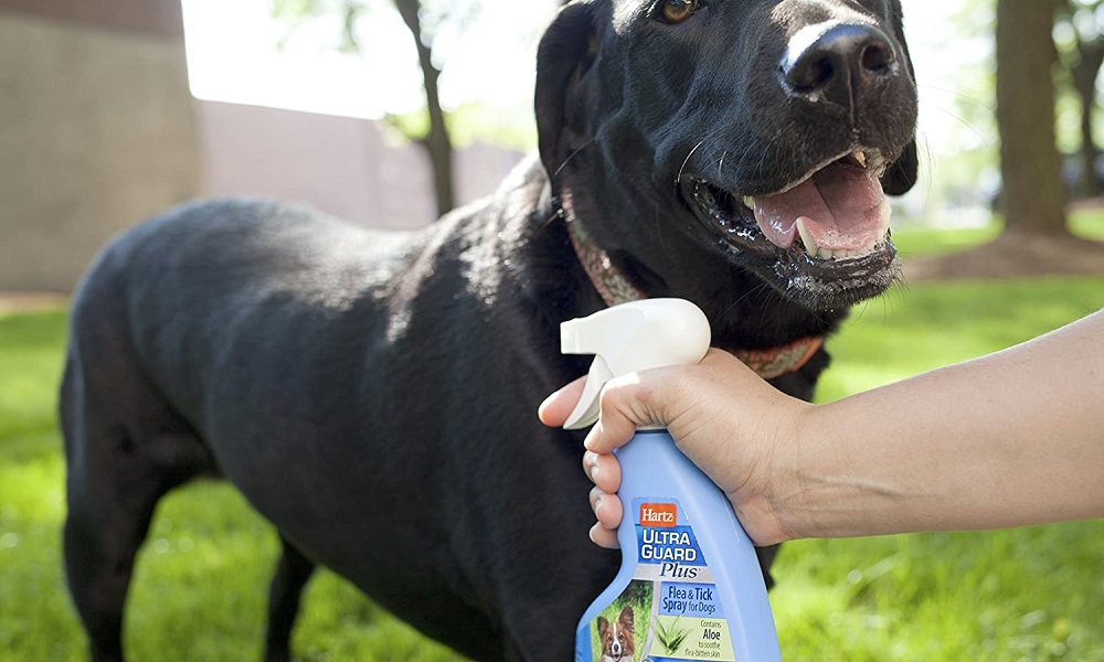 Best Flea Spray for Dogs