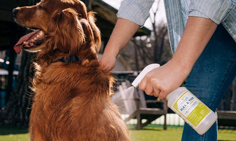 Best Tick Spray for Dogs 2024 – The Ultimate Prevention