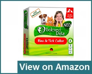 Beloved Pets Review