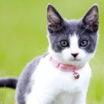 Best Cat Flea Collars