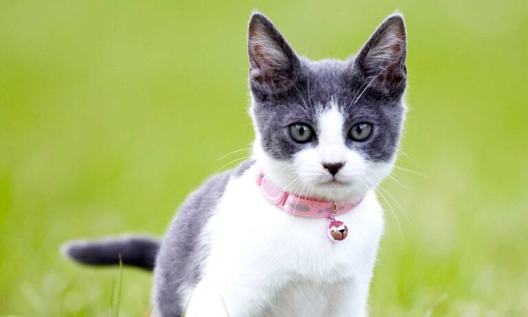 Best Cat Flea Collars 2024 – Reviews with Top Pick