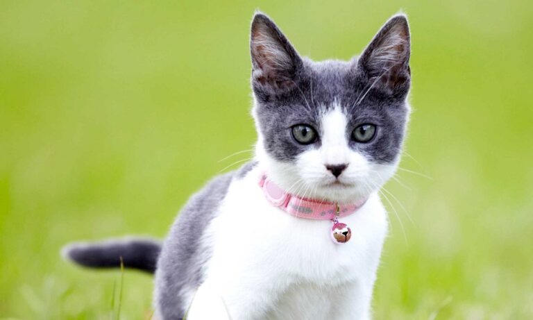 Best Cat Flea Collars