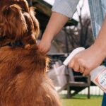 Best Dog Repellent Sprays