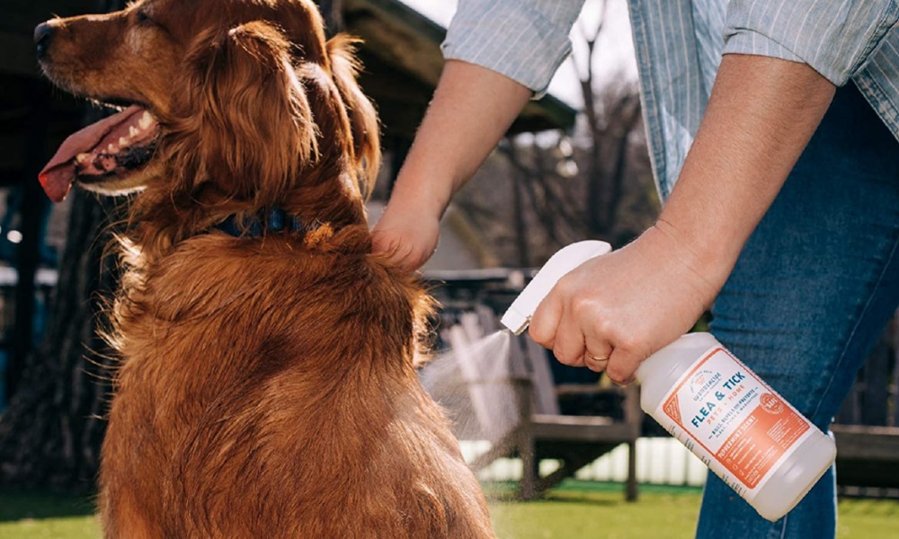 Best Dog Repellent Sprays