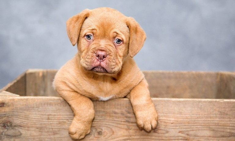 The Ultimate List of Brown Dog Names