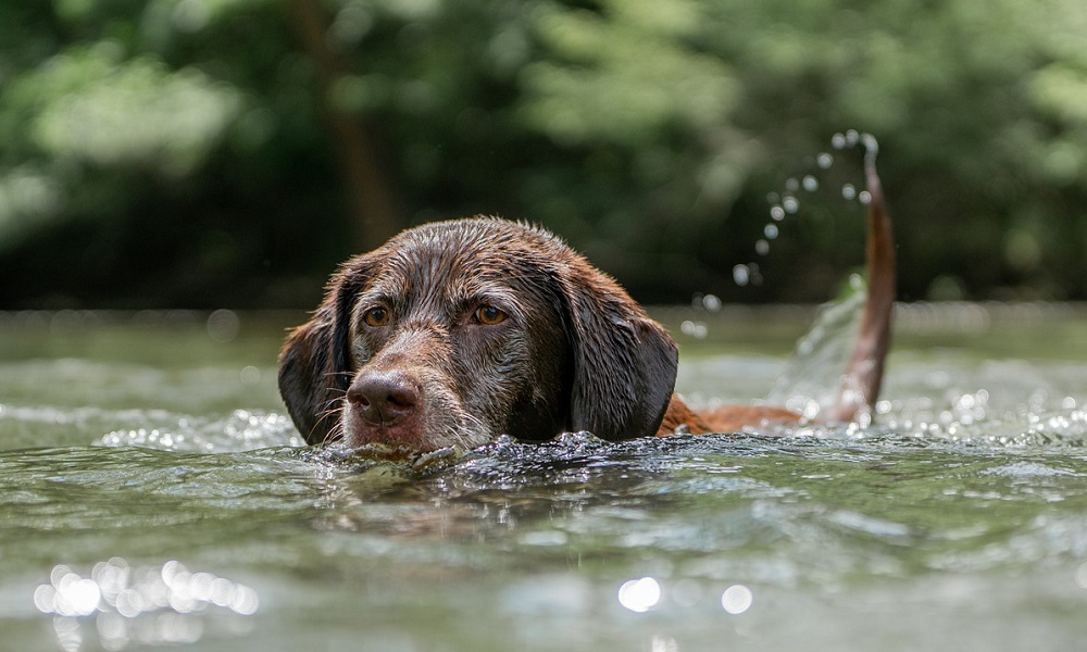 Chocolate Labrador Dog Names