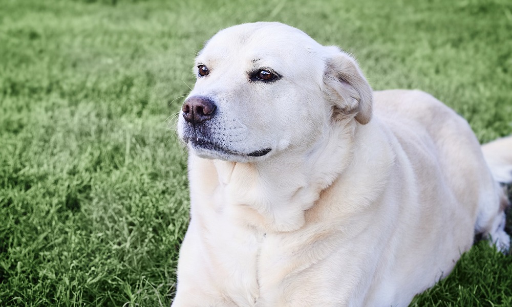 Cute Female Labrador Dog Names