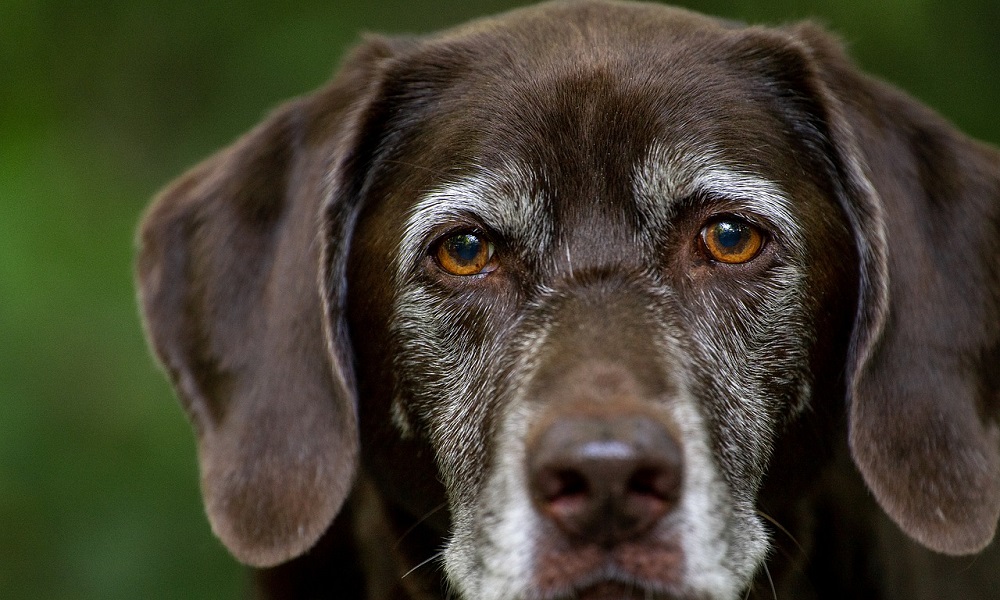 Cute Male Labrador Dog Names