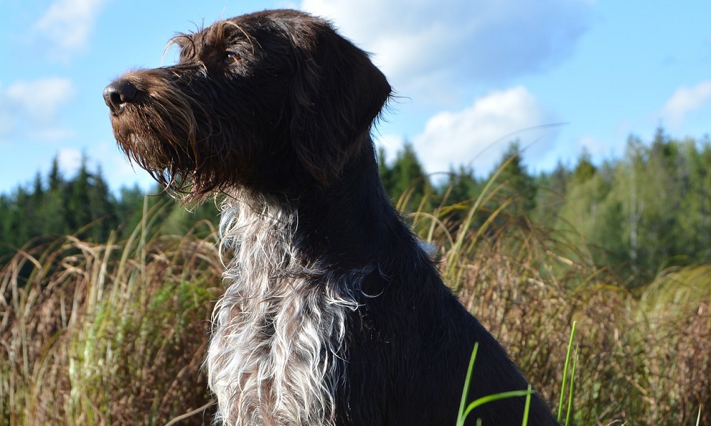 Cute Swedish Name Based on Puppy