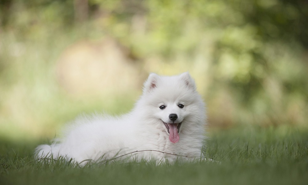 Cute White Dog Names